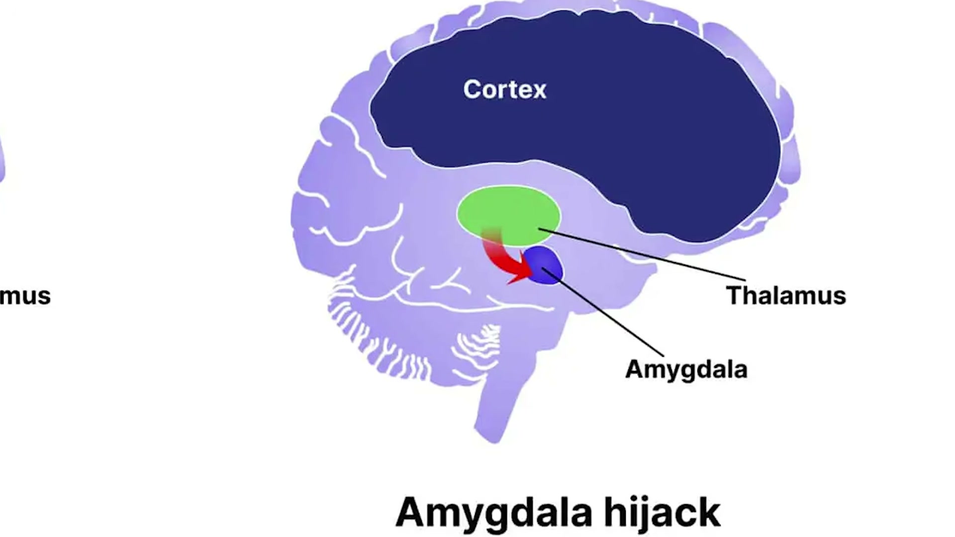 The amygdala hijack explained: how Scientology's funnel bypassed rational decision-making to accelerate ascension